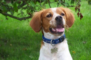 Бретон епанол Бретон епанол